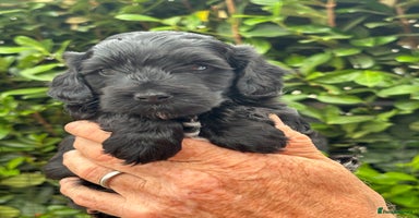 Cockapoo dogs - Advert 2