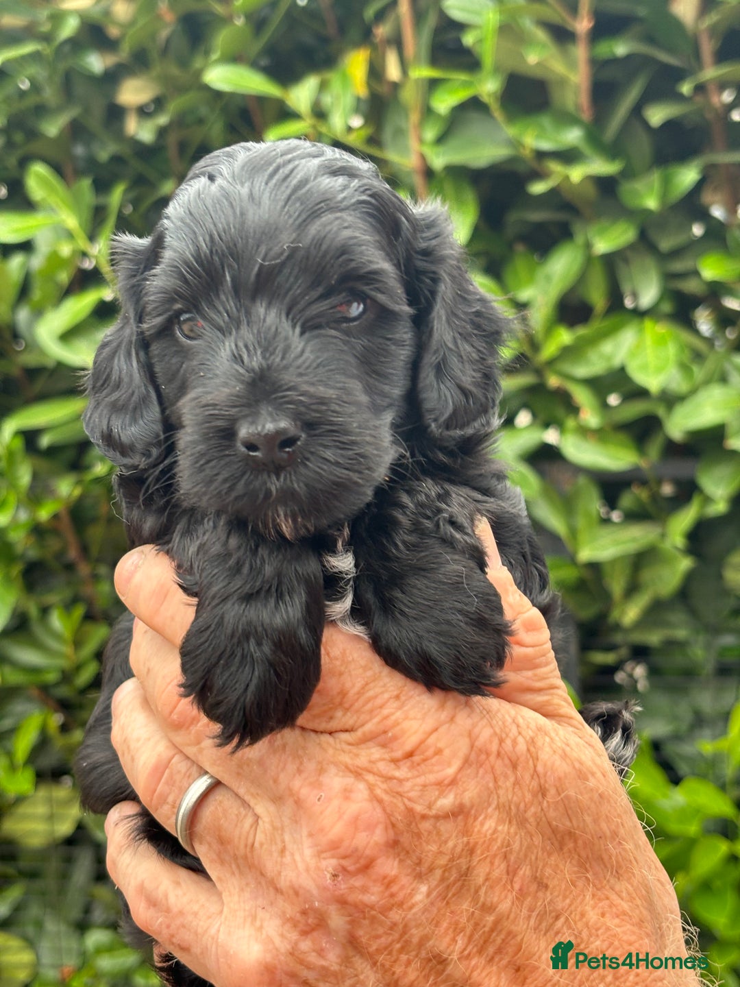 Cockapoo dogs for sale: DNA clear / Licensed Breeder for peace of mind  - Image 7