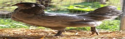 Chickens poultry for sale: Point of lay hybrid pullets (hens) - Advert 5