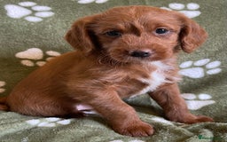 Labradoodle dogs for sale: Stunning deep red F1 labradoodles - Image 13