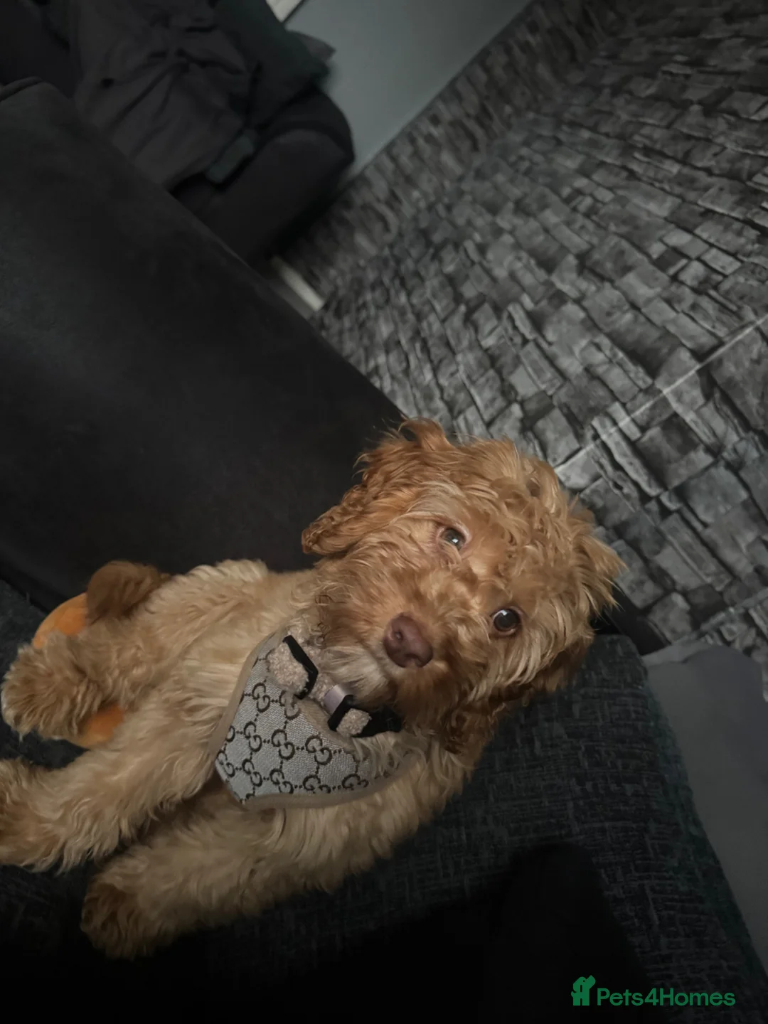 Cockapoo dogs for sale: Cockapoo - Advert 5