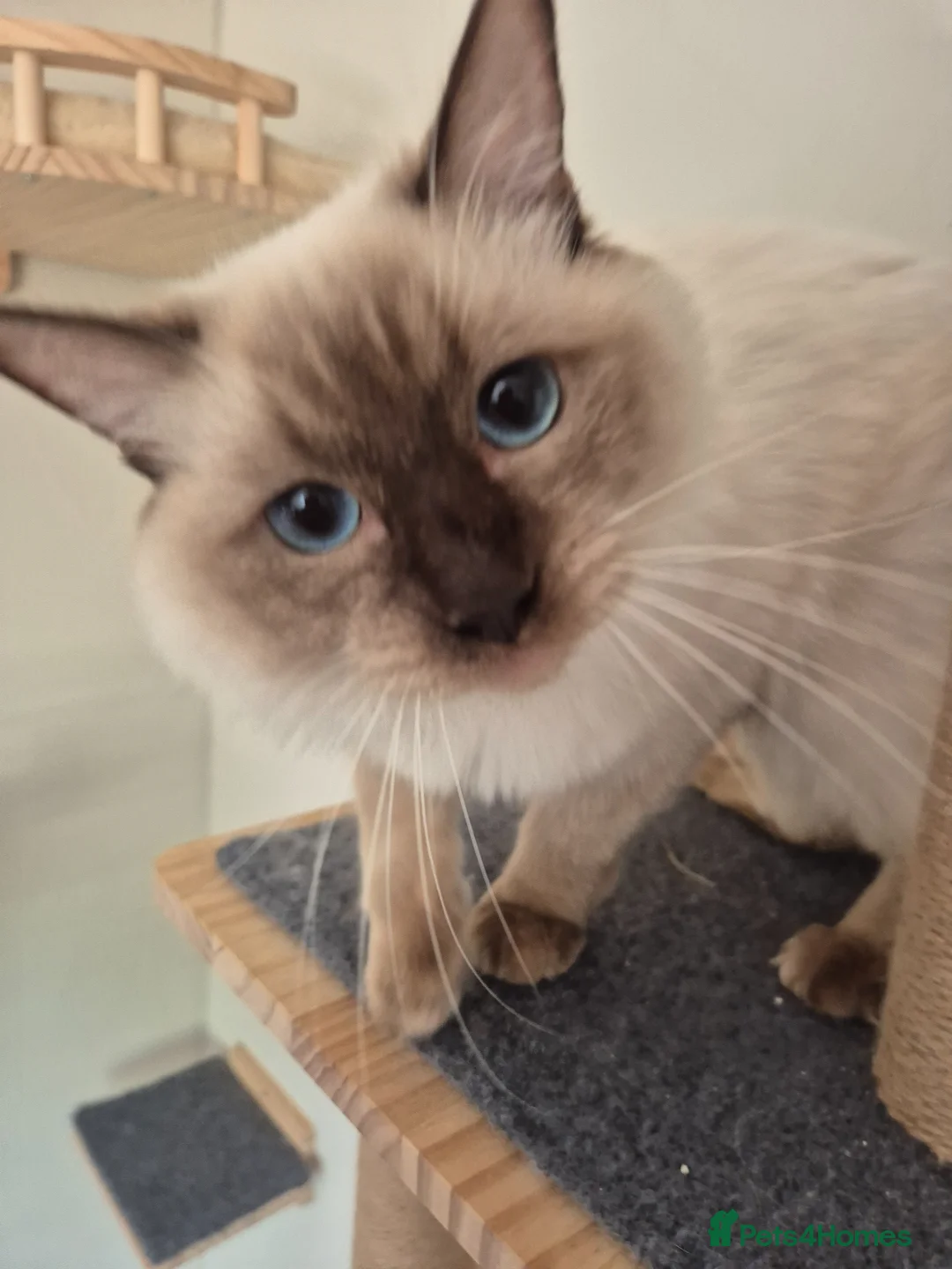 Ragdoll cats for sale: Ragdoll boy 10 months in Airdrie - Advert 2