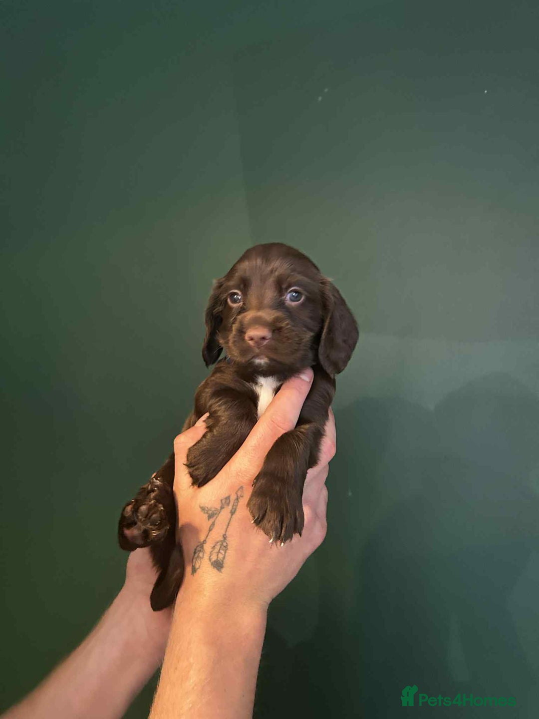 Sprocker dogs for sale: Truly Special Litter of Sprockers - Image 8