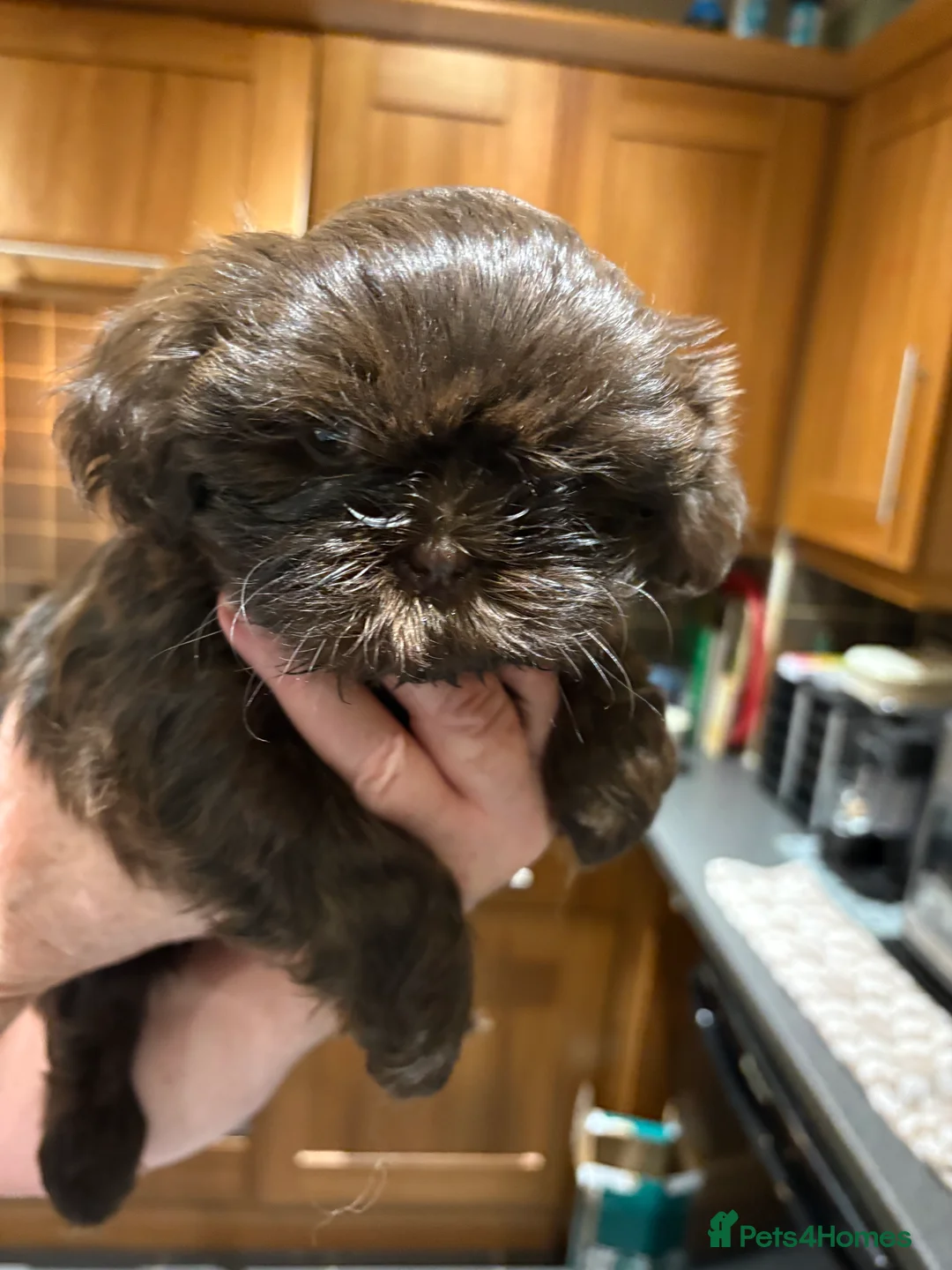 Shih Tzu dogs for sale: ALL SOLD THANK YOU - Advert 32