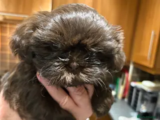 Shih Tzu dogs Karashishi shih tzu - Advert 10