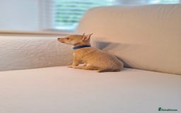 Chihuahua dogs for sale: Chihuahua puppies for sale - Image 18