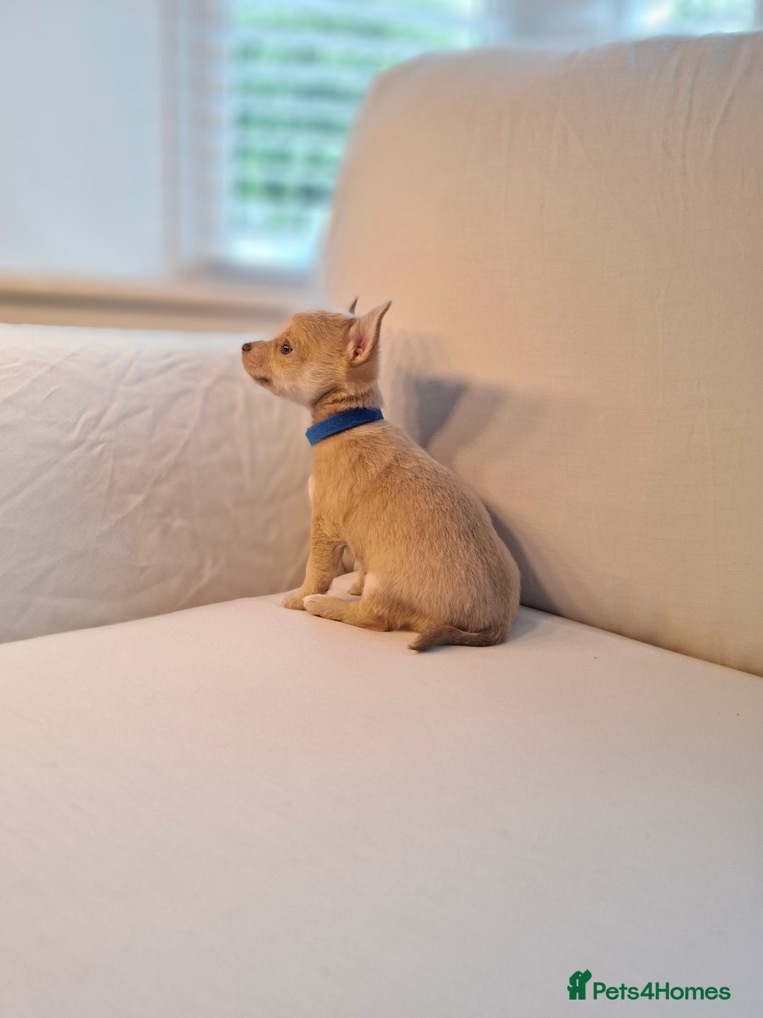 Chihuahua dogs for sale: Chihuahua puppies for sale - Image 18