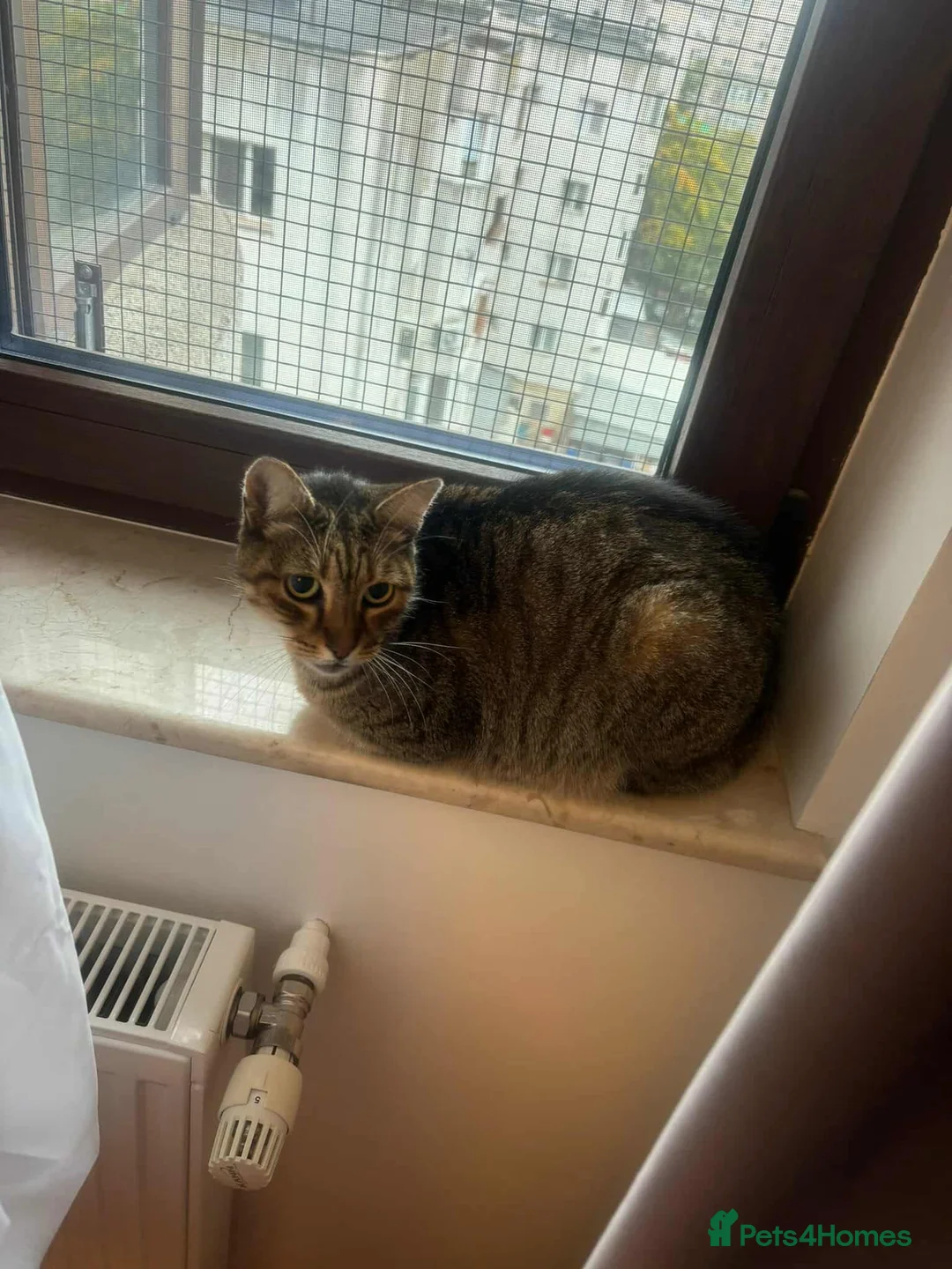 Mixed Breed cats for adoption: Athena for adoption - Advert 3