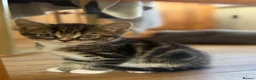 British Shorthair cats for sale: Adorable Kittens Looking for Loving Homes - Advert 17