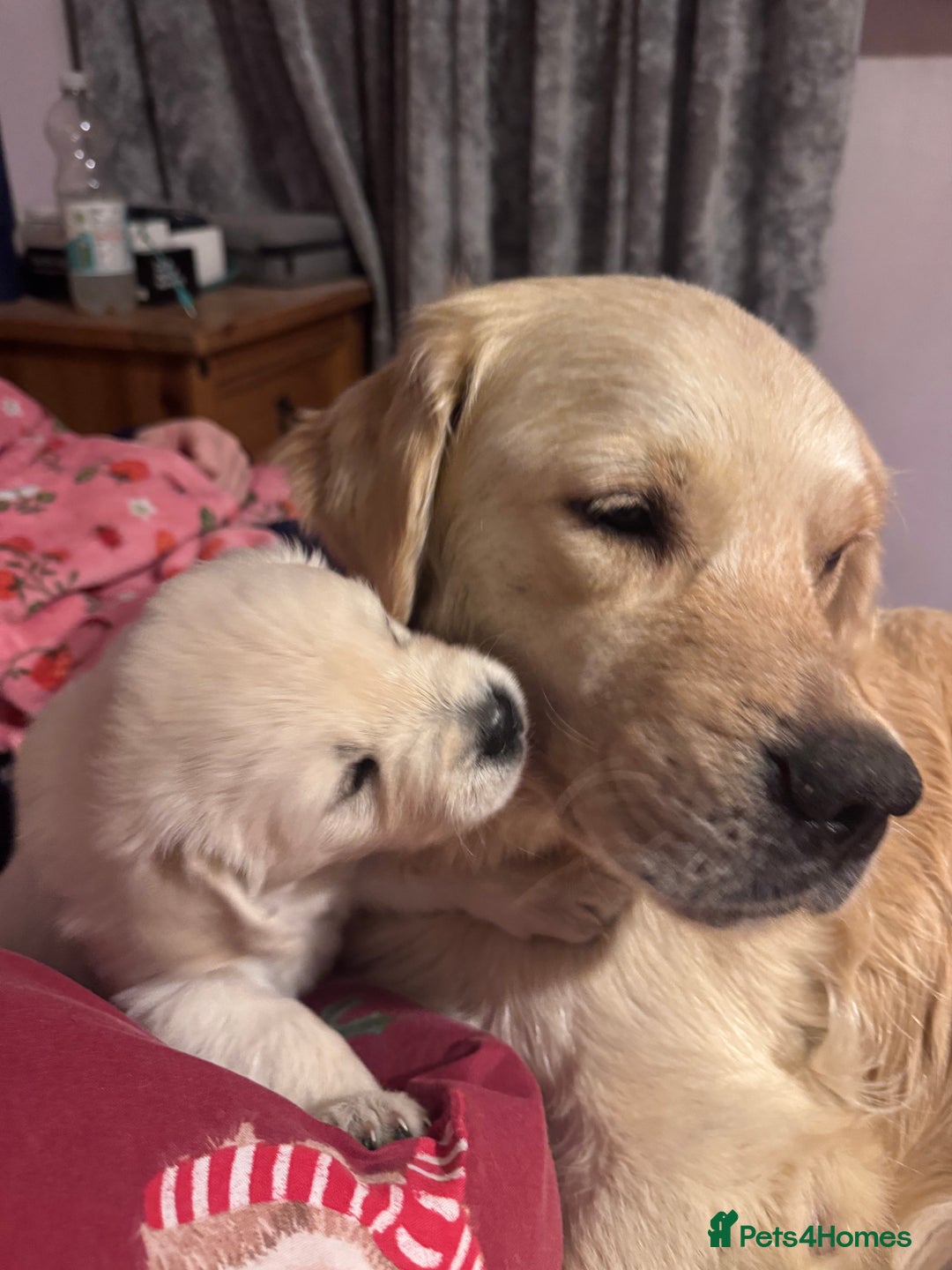 Golden Retriever dogs for sale: Beautiful and fluffy Golden Retriever puppies - Advert 19