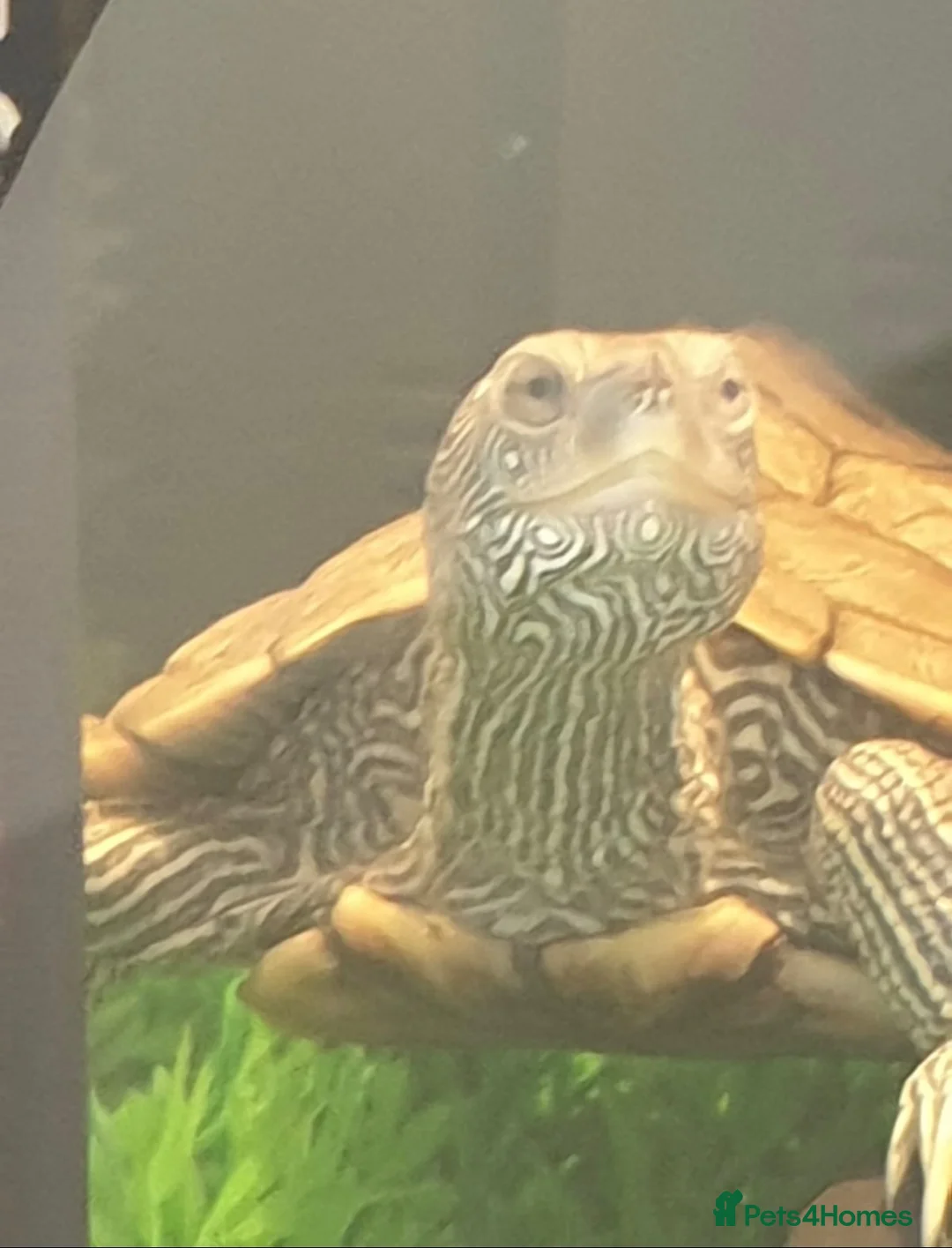 Turtle reptiles for sale: Two Mississippi Map Turtles  in Newry - Advert 1