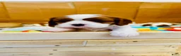Cavalier King Charles Spaniel dogs for sale: Cavalier King Charles Spaniel - Advert 7
