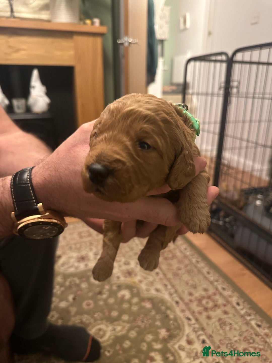 Labradoodle dogs for sale: Miniature F1 Labradoodles  - Advert 16