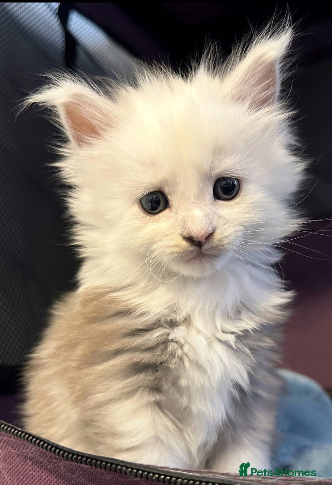 Maine Coon cats for sale: Gorgeous Blue Shaded Maine Coons  - Image 8