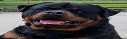 Rottweiler dogs for stud: Kc Registered, proven, health tested stud in Wisbech - Advert 5