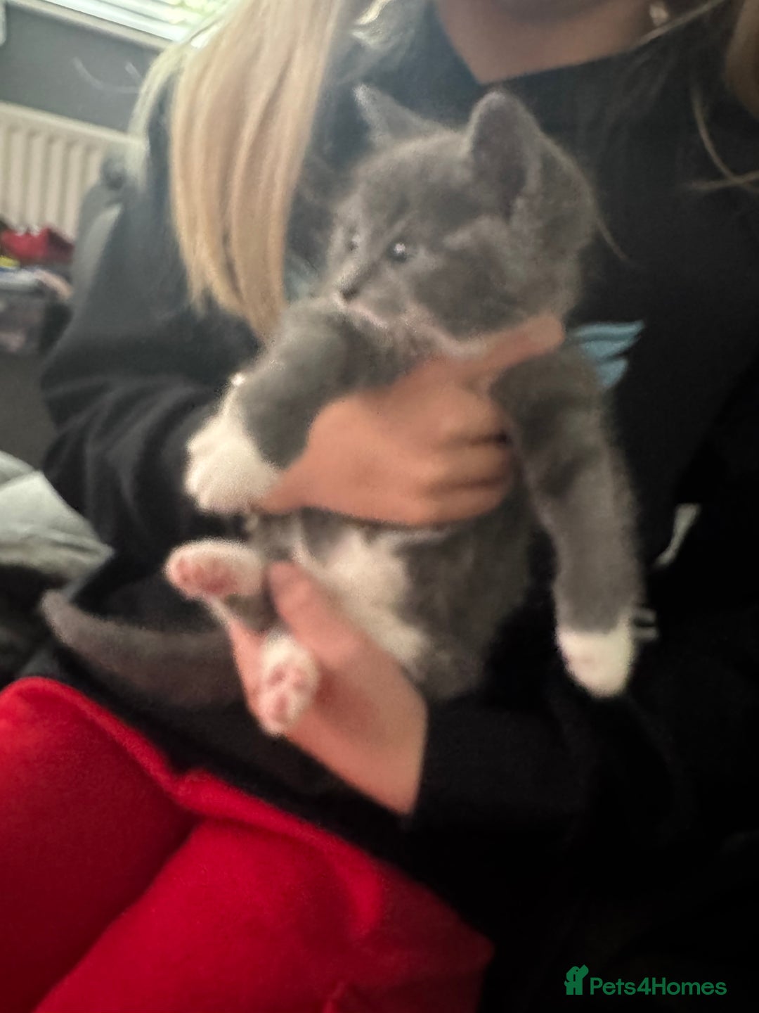 Mixed Breed cats for sale: Grey male kitten - Image 2