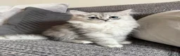 Mixed Breed cats for sale: Stunning Long Haired Chinchilla Ragdoll X Persian - Advert 21