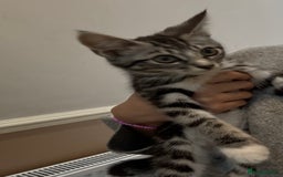 British Shorthair cats for sale: Kittens  - Image 7