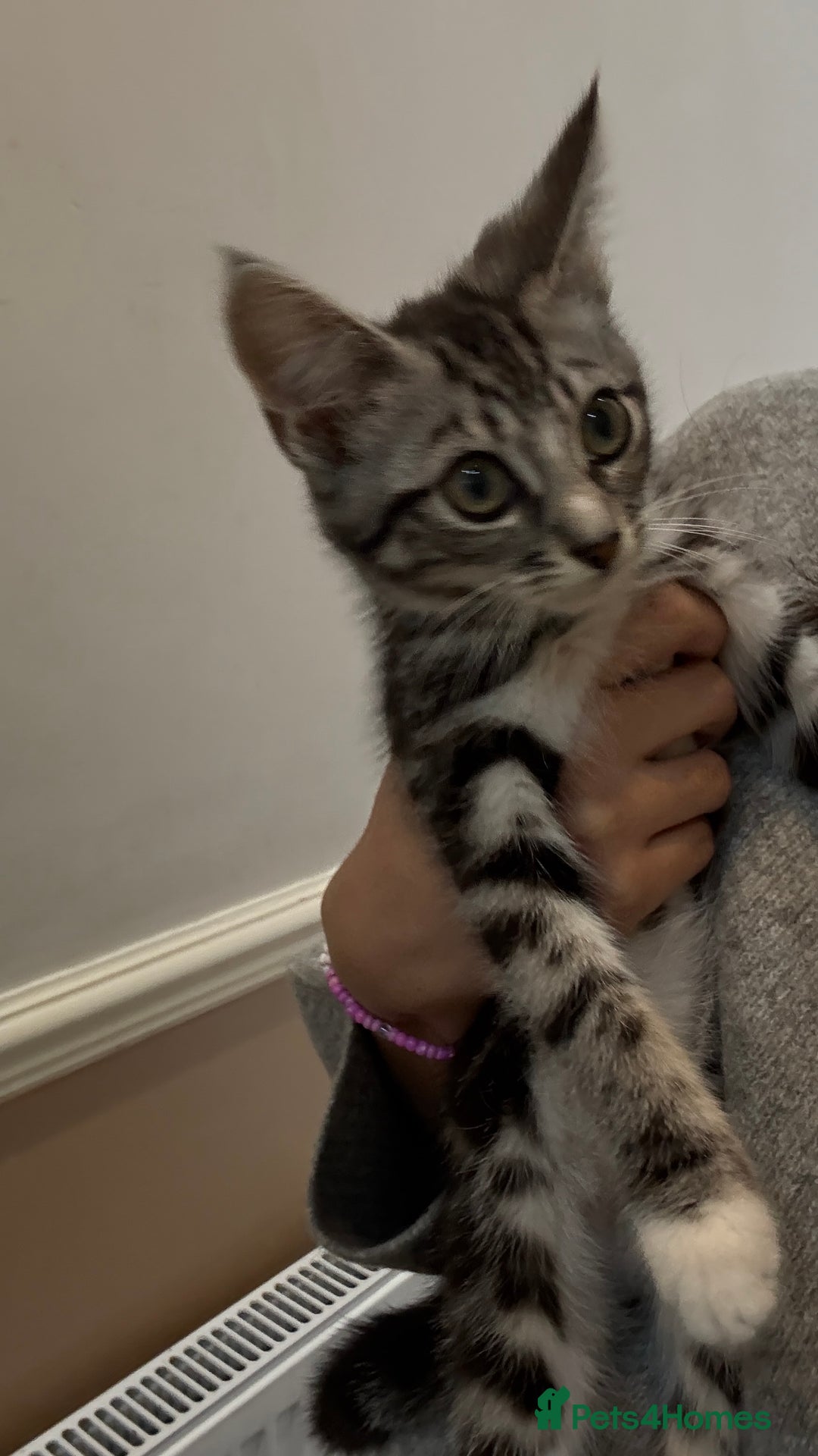 British Shorthair cats for sale: Kittens  - Image 7