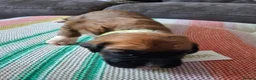 Boxer dogs for sale: Stunning Boxer Puppies in Cannock - Advert 10