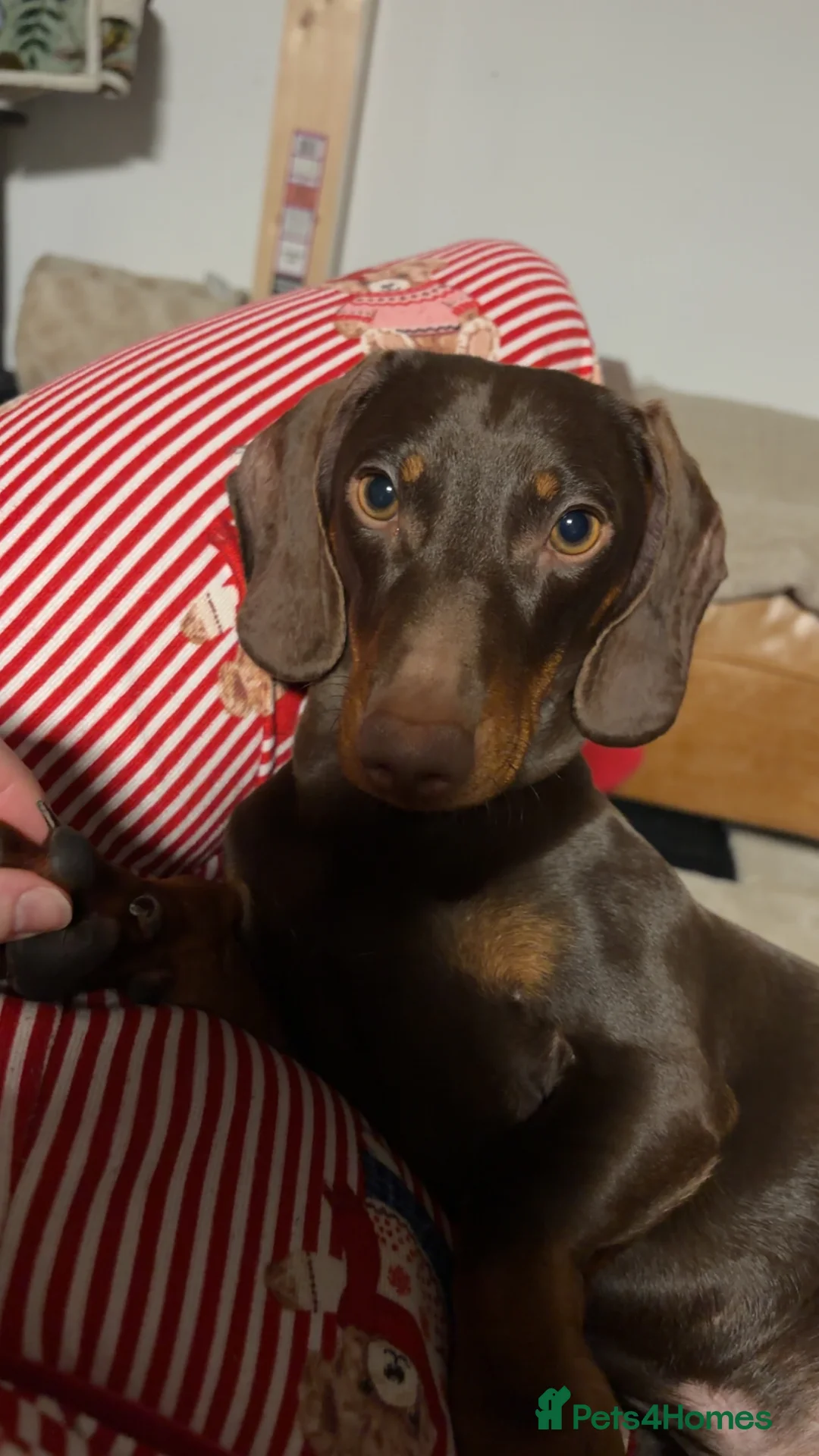 Miniature Dachshund dogs for sale: Miniature dachshund  - Advert 1