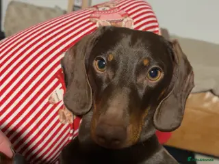 Miniature Dachshund dogs Miniature dachshund - Advert 2