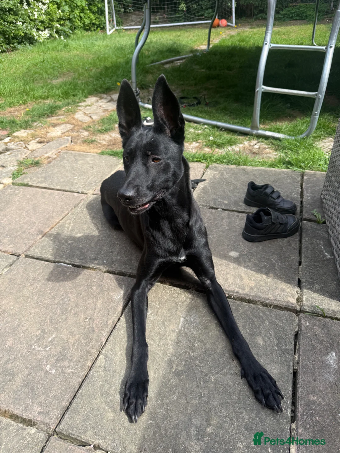 Belgian Shepherd Dog dogs for sale: Belgian Malinois  - Advert 1