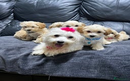 Maltipoo dogs for sale: Gourgeous maltipoo litter 🐶🐾 - Image 3