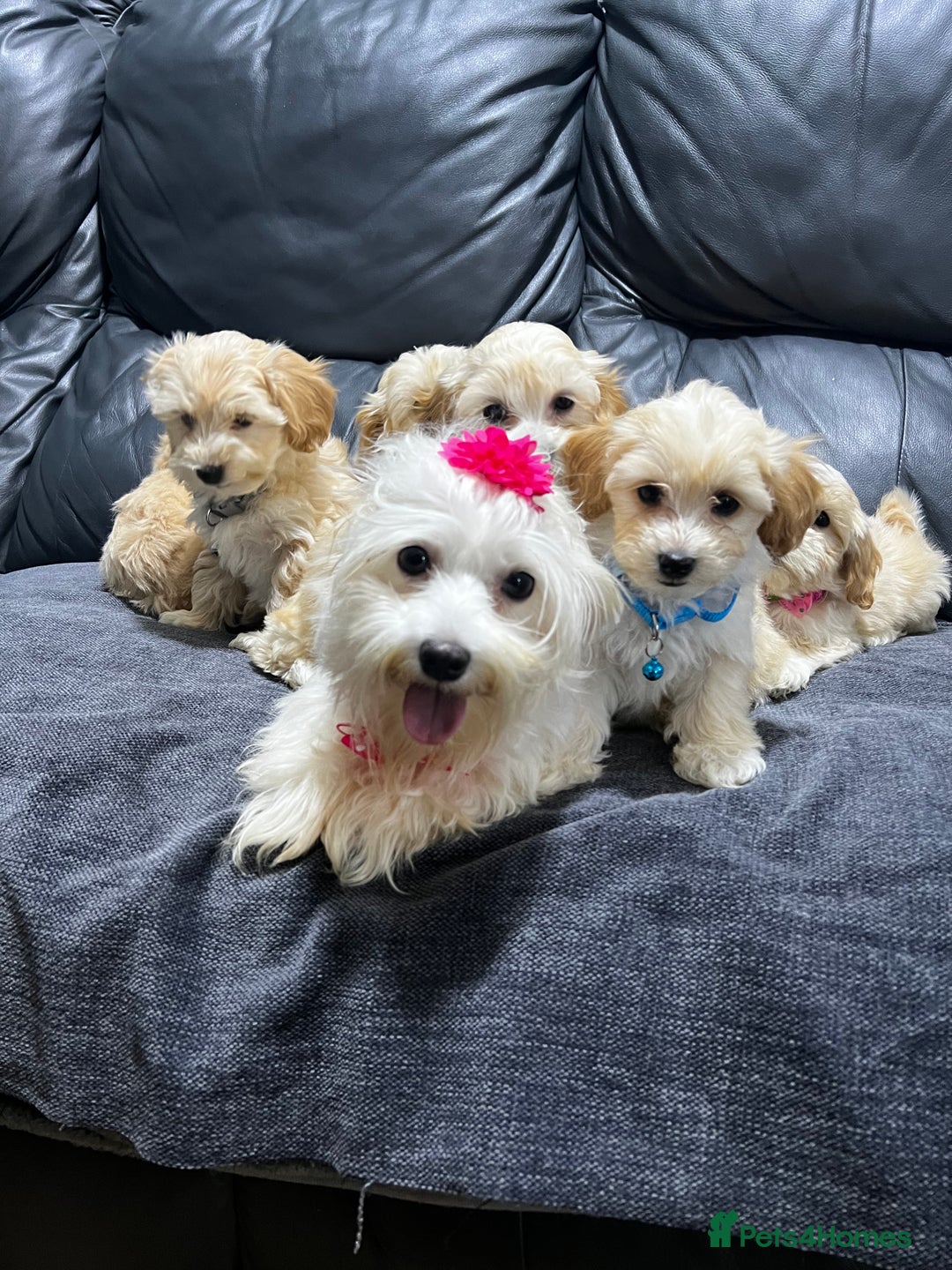 Maltipoo dogs for sale: Gourgeous maltipoo litter 🐶🐾 - Image 3