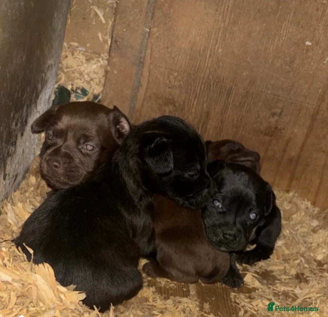 Patterdale Terrier dogs for sale: Patterdale terrier puppy’s - Advert 2
