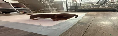 Miniature Dachshund 1