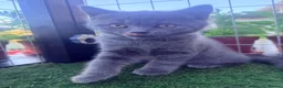 British Shorthair cats for sale: Beautiful British shorthair kittens - Advert 15