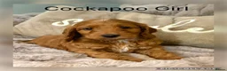 Cockapoo dogs for sale: Red F1 Cockapoo Girl - Advert 1