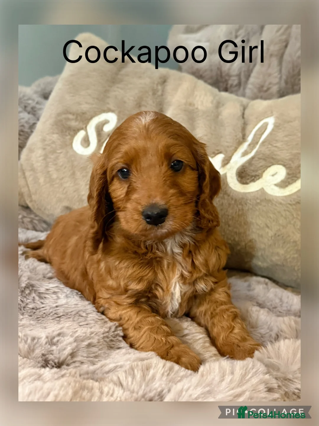 Cockapoo dogs for sale: Red F1 Cockapoo Girl - Advert 1