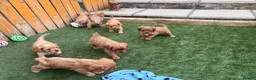 Cavapoo dogs for sale: Stunning F1 Cavapoo pups, out of DNA tested parent - Advert 5