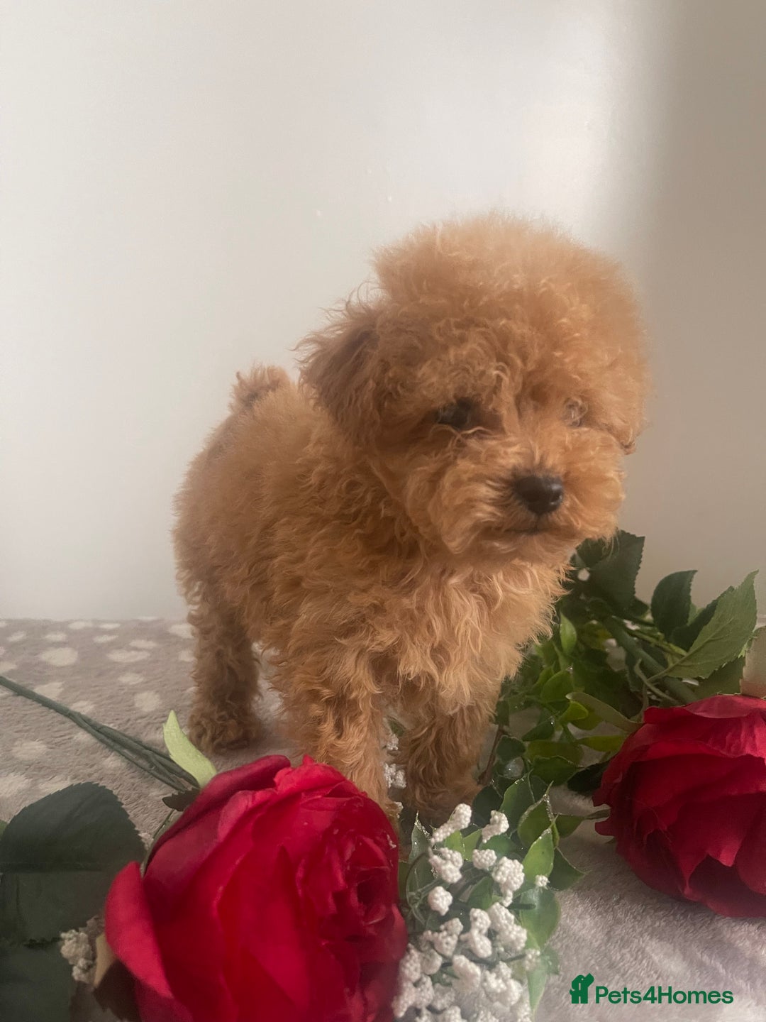 Maltipoo dogs for sale: 🐾 Two F1 Toy Maltipoo Boys Available 🐾 - Advert 9