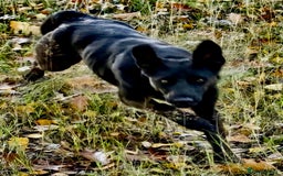 Labrador Retriever dogs for adoption: Julia: The Dog Left Behind - Image 3