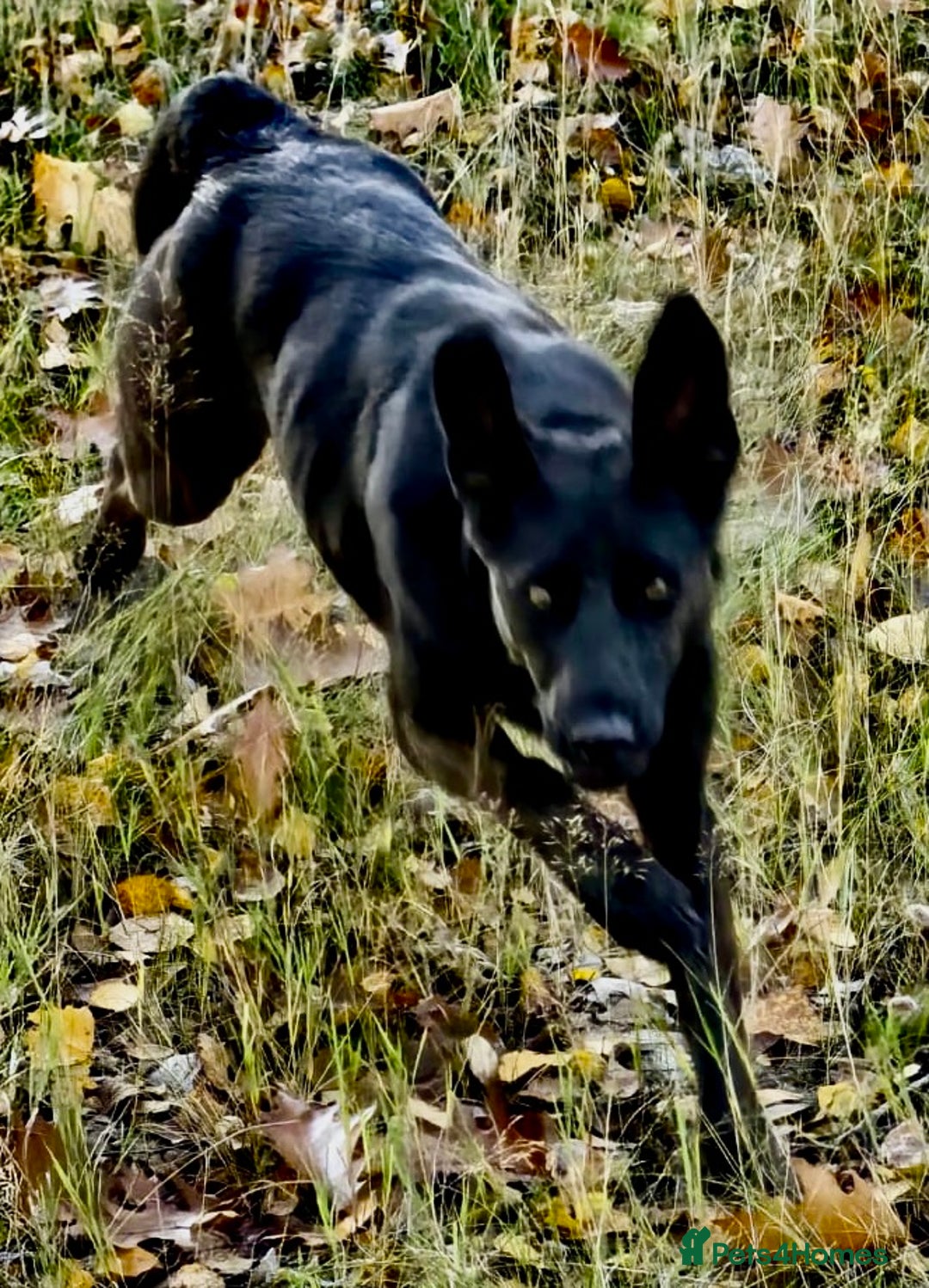 Labrador Retriever dogs for adoption: Julia: The Dog Left Behind - Image 3