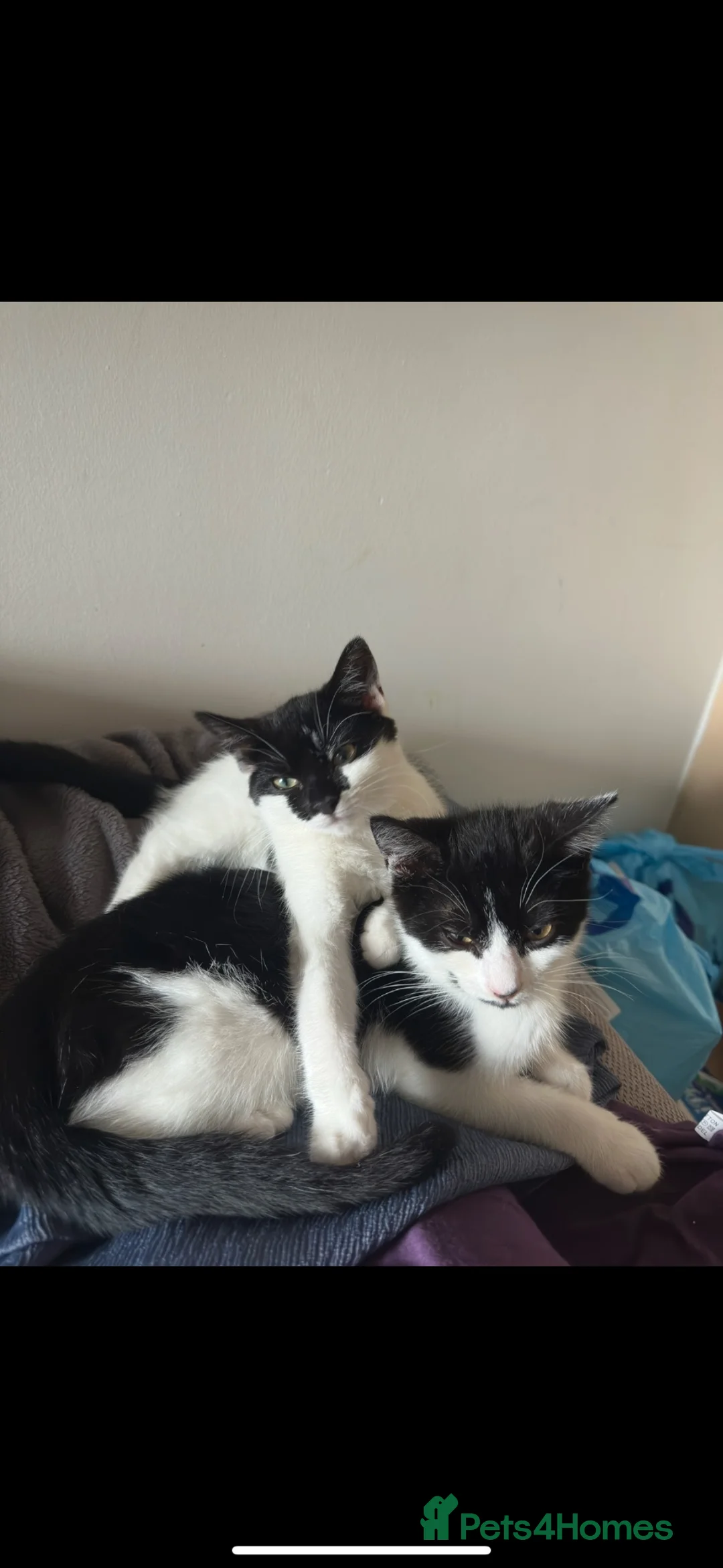 British Shorthair cats for sale: 3 Kittens looking for their forever home  - Advert 17