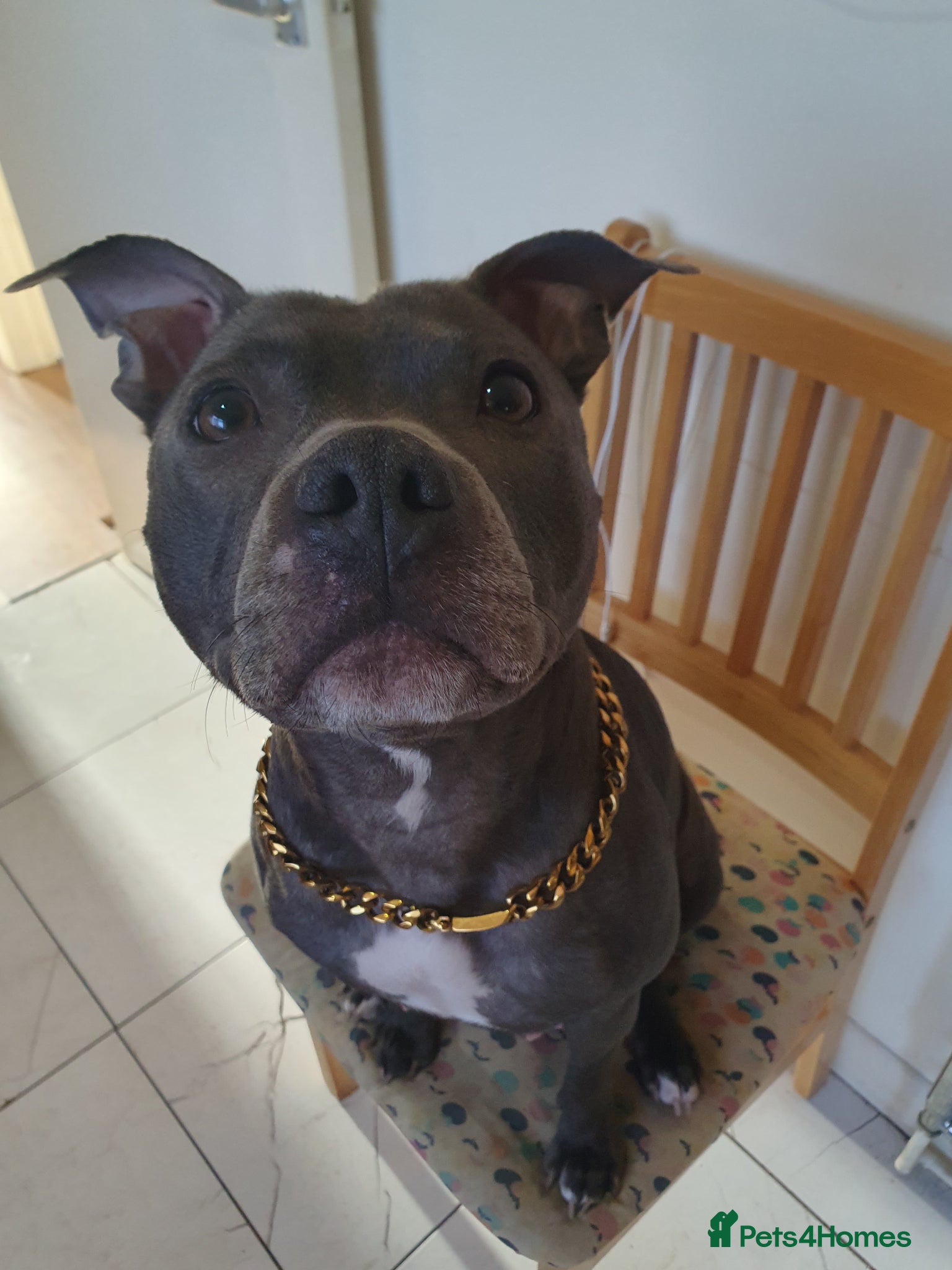 Staffordshire Bull Terrier dogs Champions blood line Blue Staffordshire Terrier - Advert 5