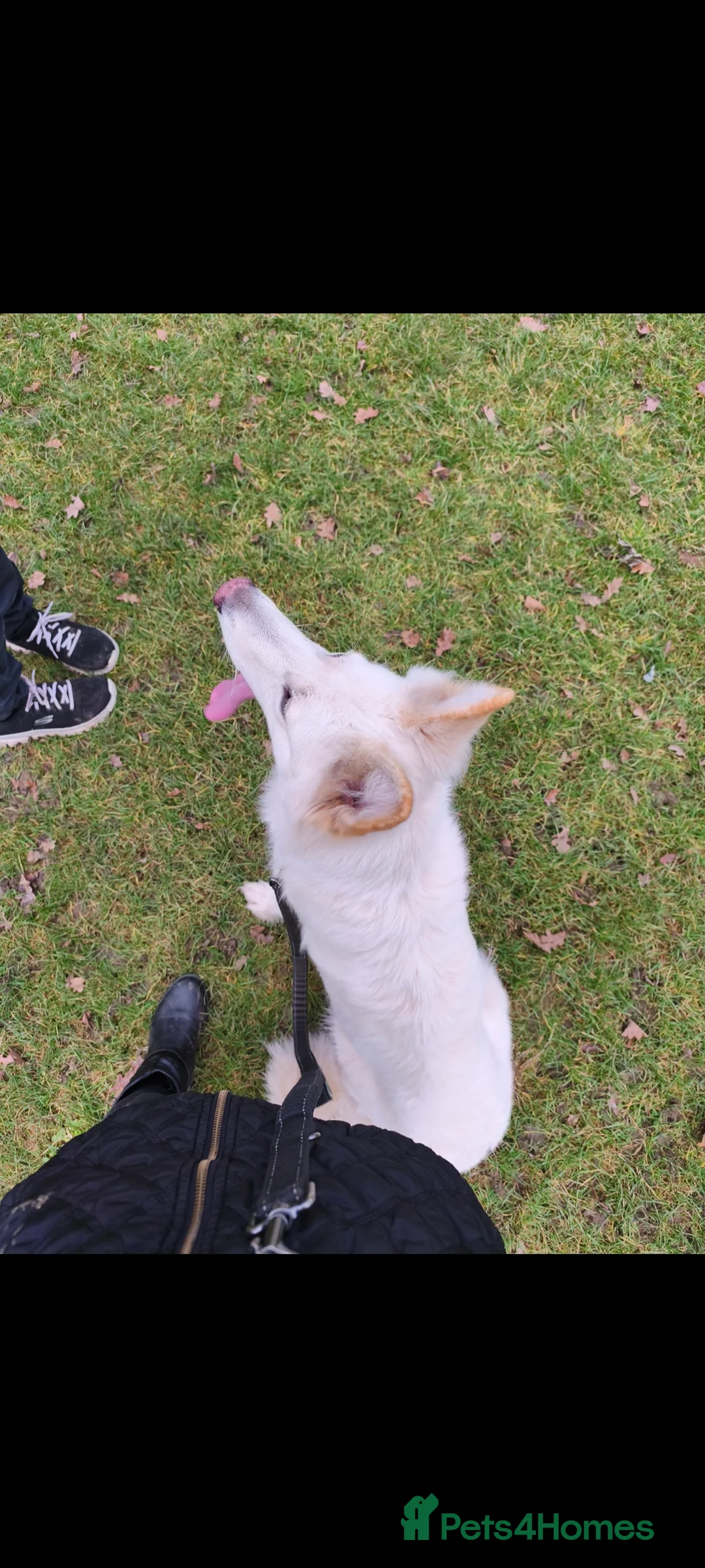 German Shepherd dogs for adoption: 2 Female German Shepherd's Alsatians duo pair - Advert 4