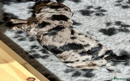 Cockapoo dogs for sale: 🐾 ADORABLE COCKAPOO PUPPIES FOR SALE! 🐾 - Advert 11