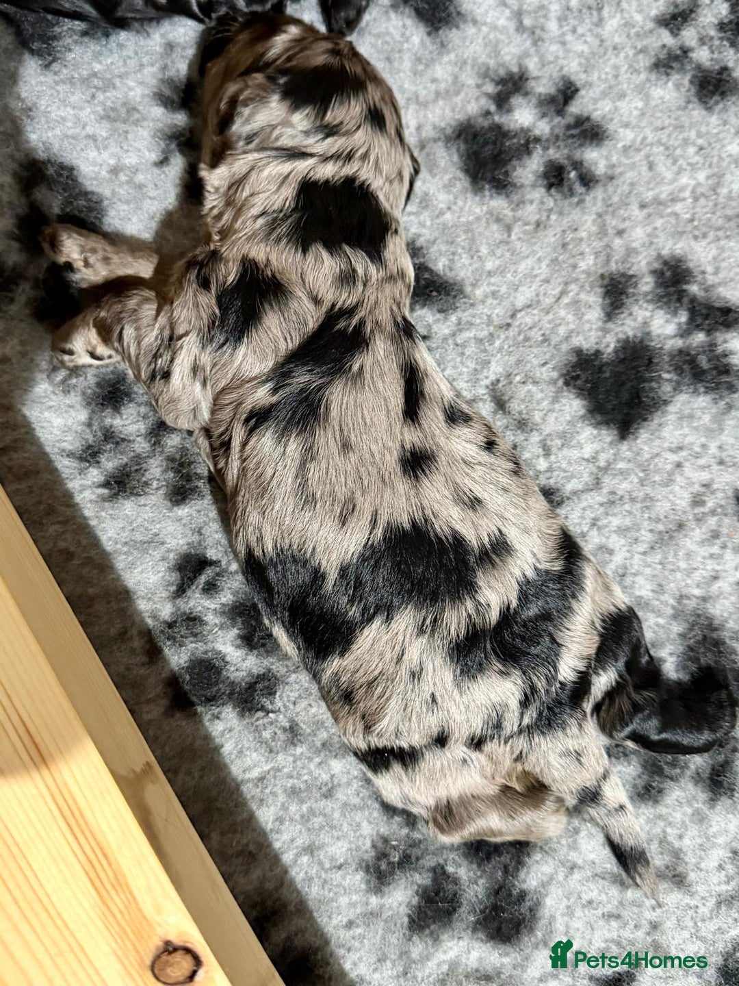 Cockapoo dogs for sale: 🐾 ADORABLE COCKAPOO PUPPIES FOR SALE! 🐾 - Advert 11