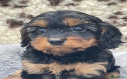 Cavapoo dogs for sale: Toy Cavapoo puppies  - Image 7