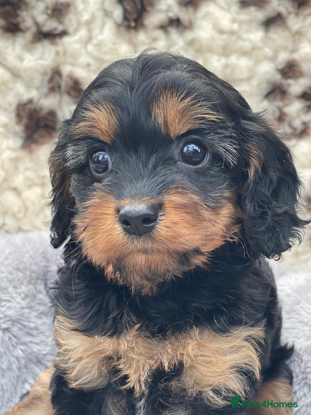 Cavapoo dogs for sale: Toy Cavapoo puppies  - Image 7