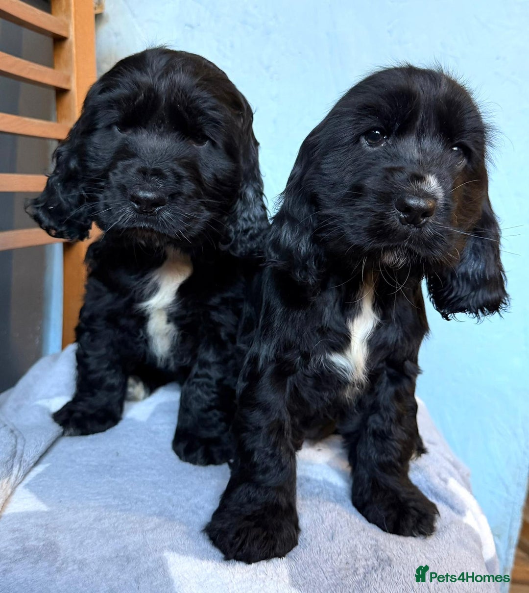 Cocker Spaniel dogs for sale: Show type Cocker Spaniel puppies  - Advert 2