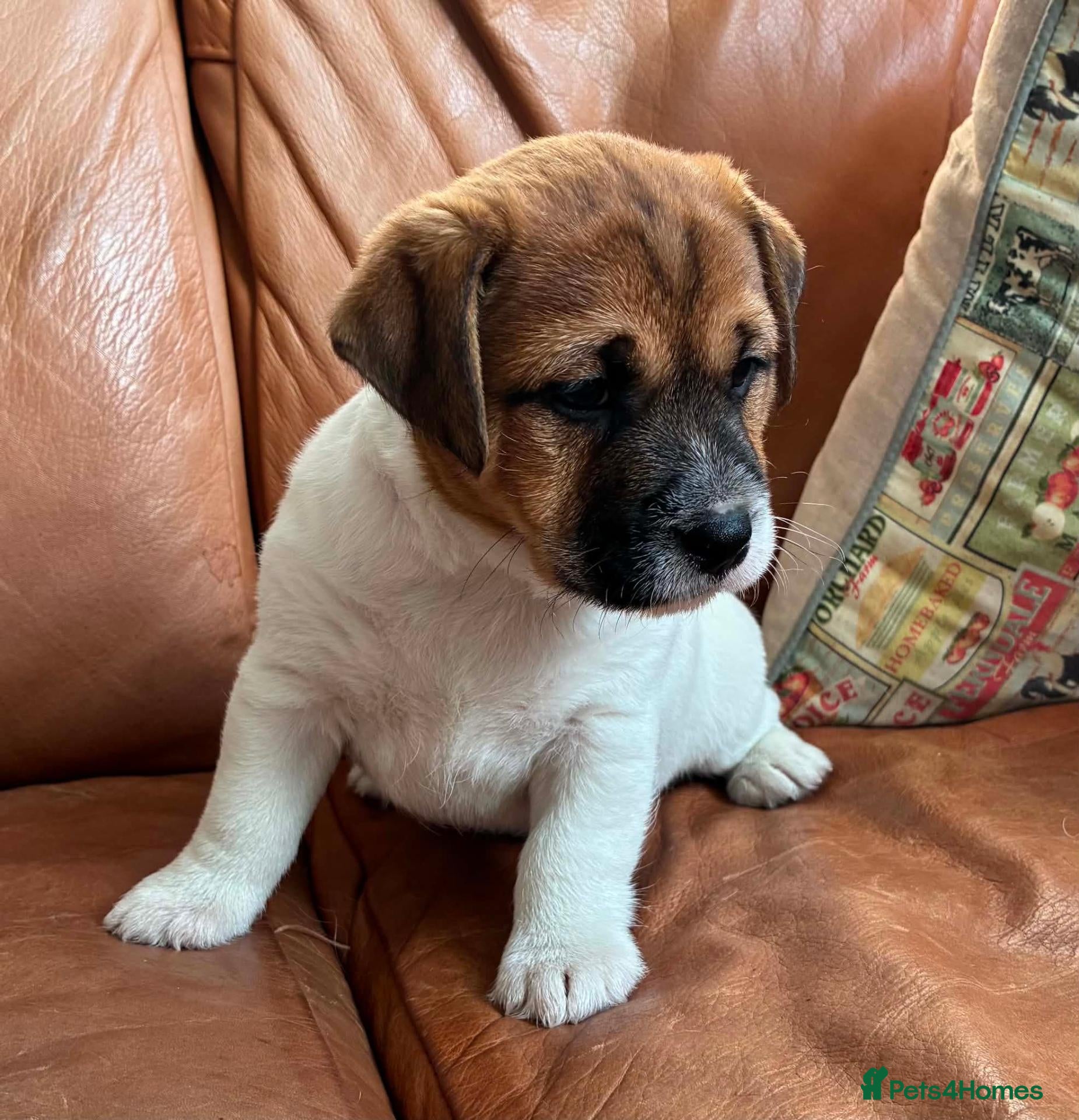 Jack Russell dogs Gorgeous litter of K.C.Registered Jack Russell's - Advert 1