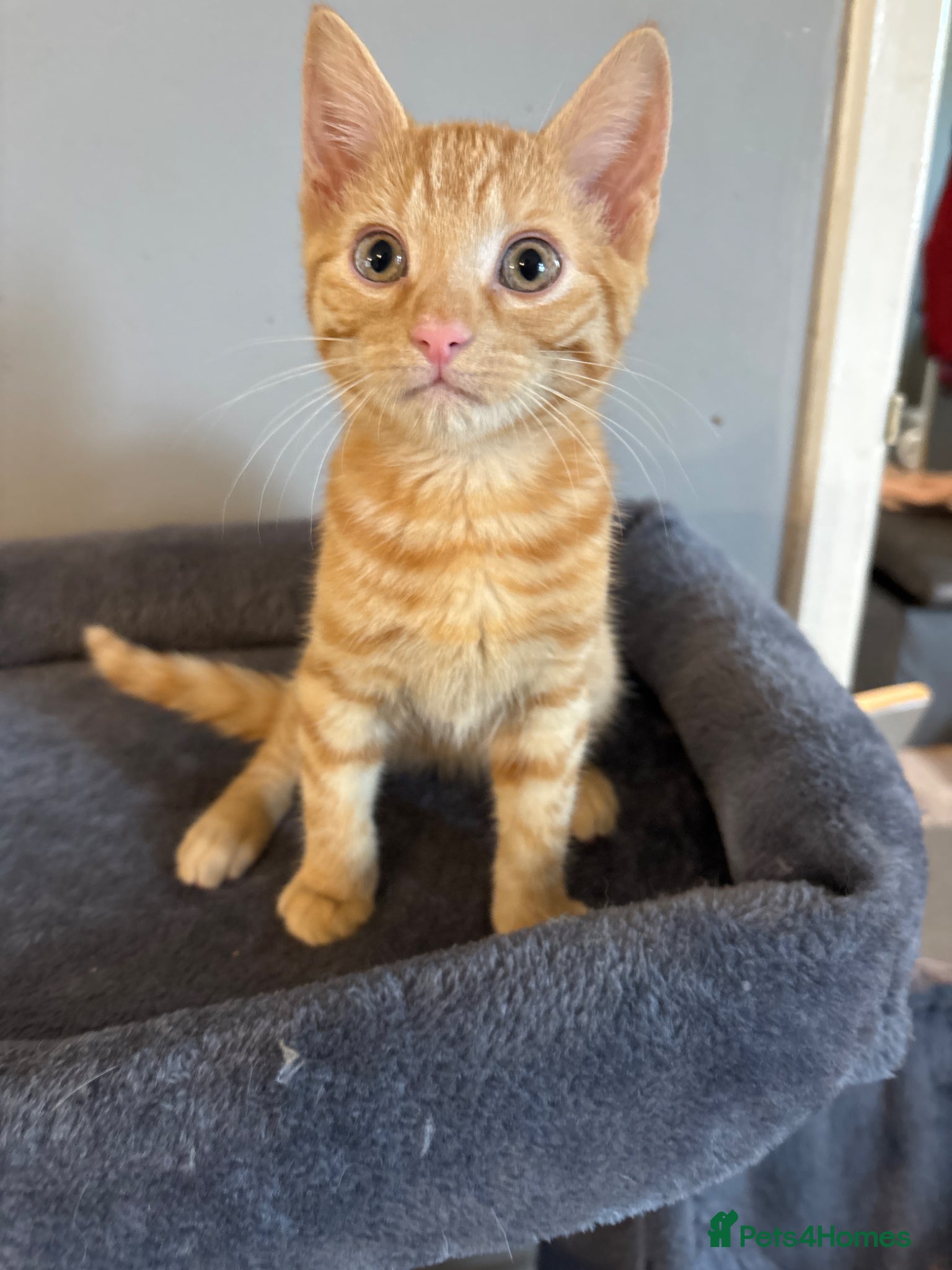 Mixed Breed cats Ginger female  - Advert 16