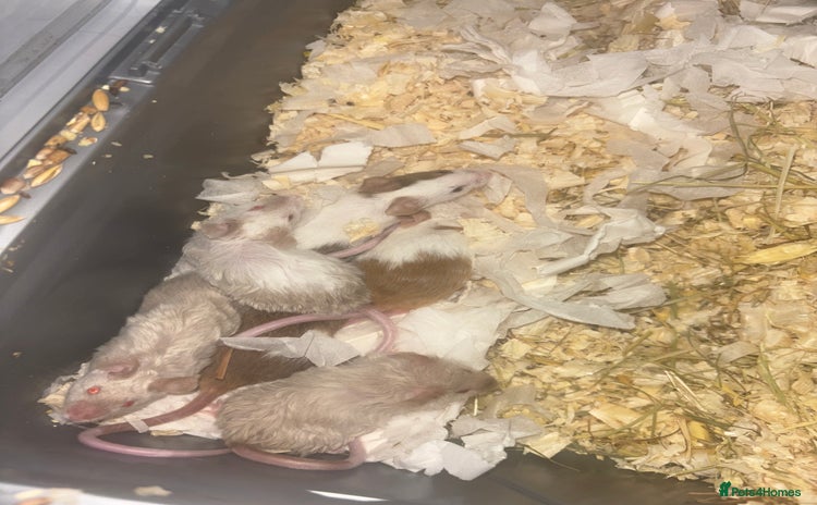 Mouse rodents Male mice - Advert 2