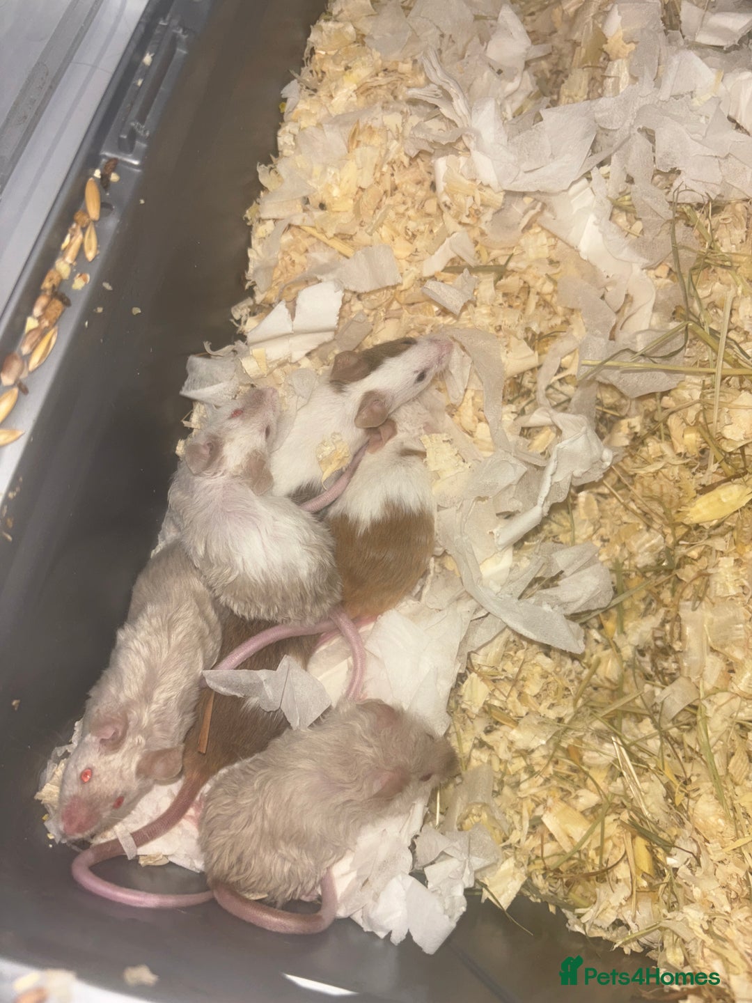 Mouse rodents for sale: Male mice - Advert 1